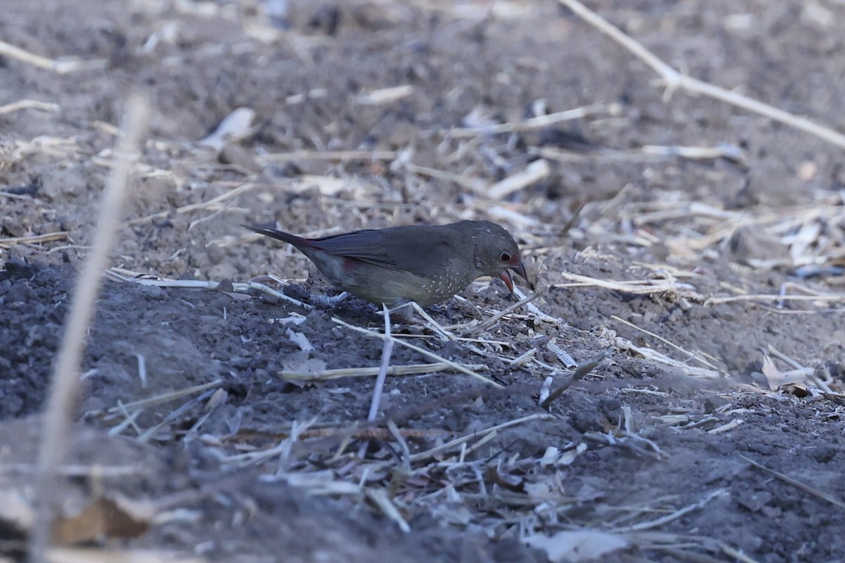 Amaranta Senegalesa - ML646629261