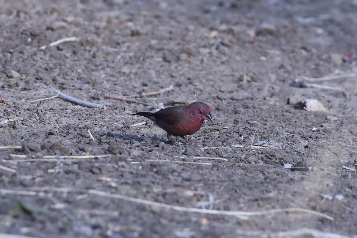 Amaranta Senegalesa - ML646629262