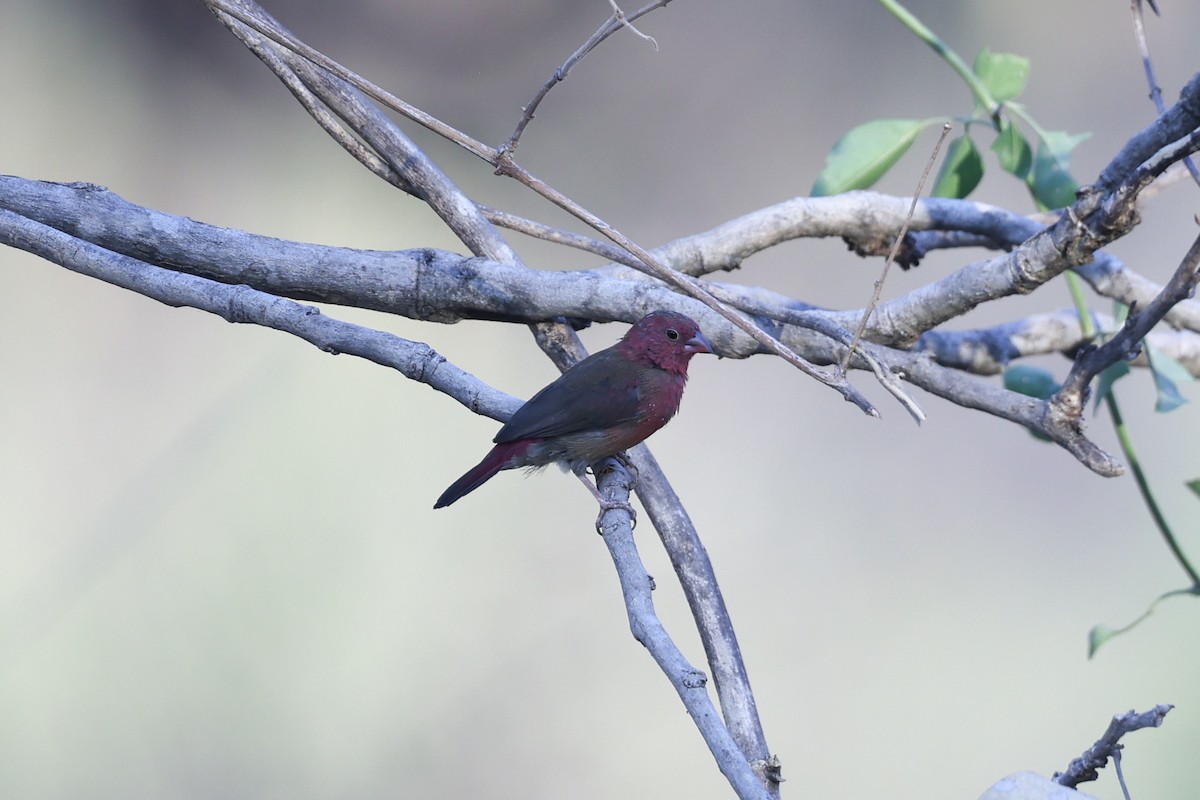 Amaranta Senegalesa - ML646629263