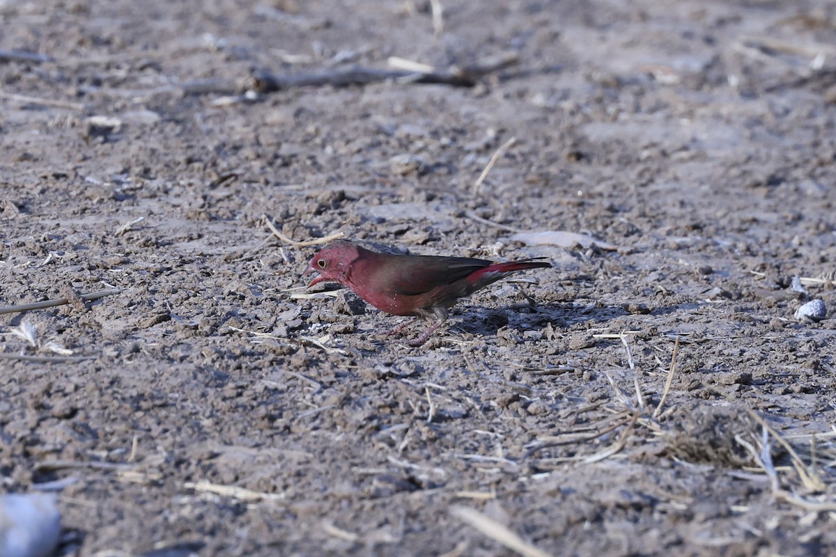 Amaranta Senegalesa - ML646629264