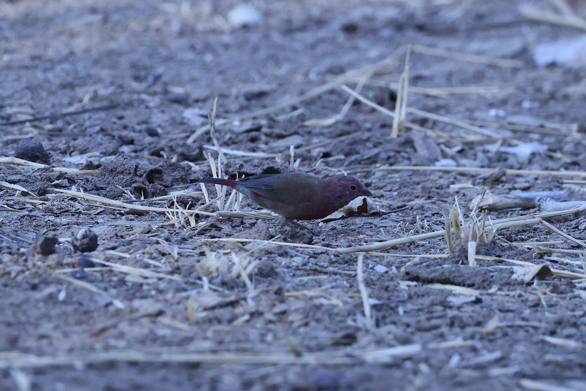Amaranta Senegalesa - ML646629265