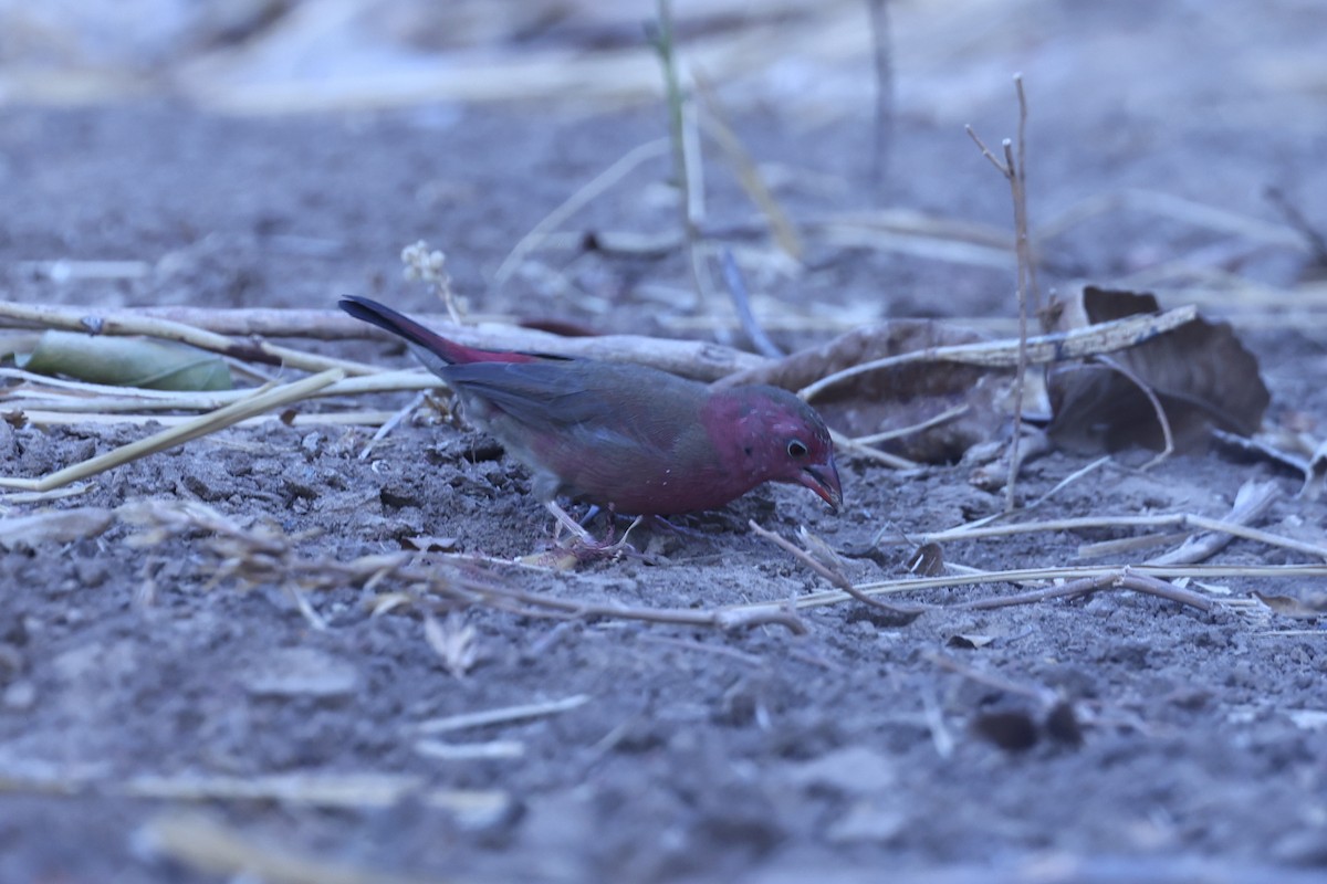 Amaranta Senegalesa - ML646629266
