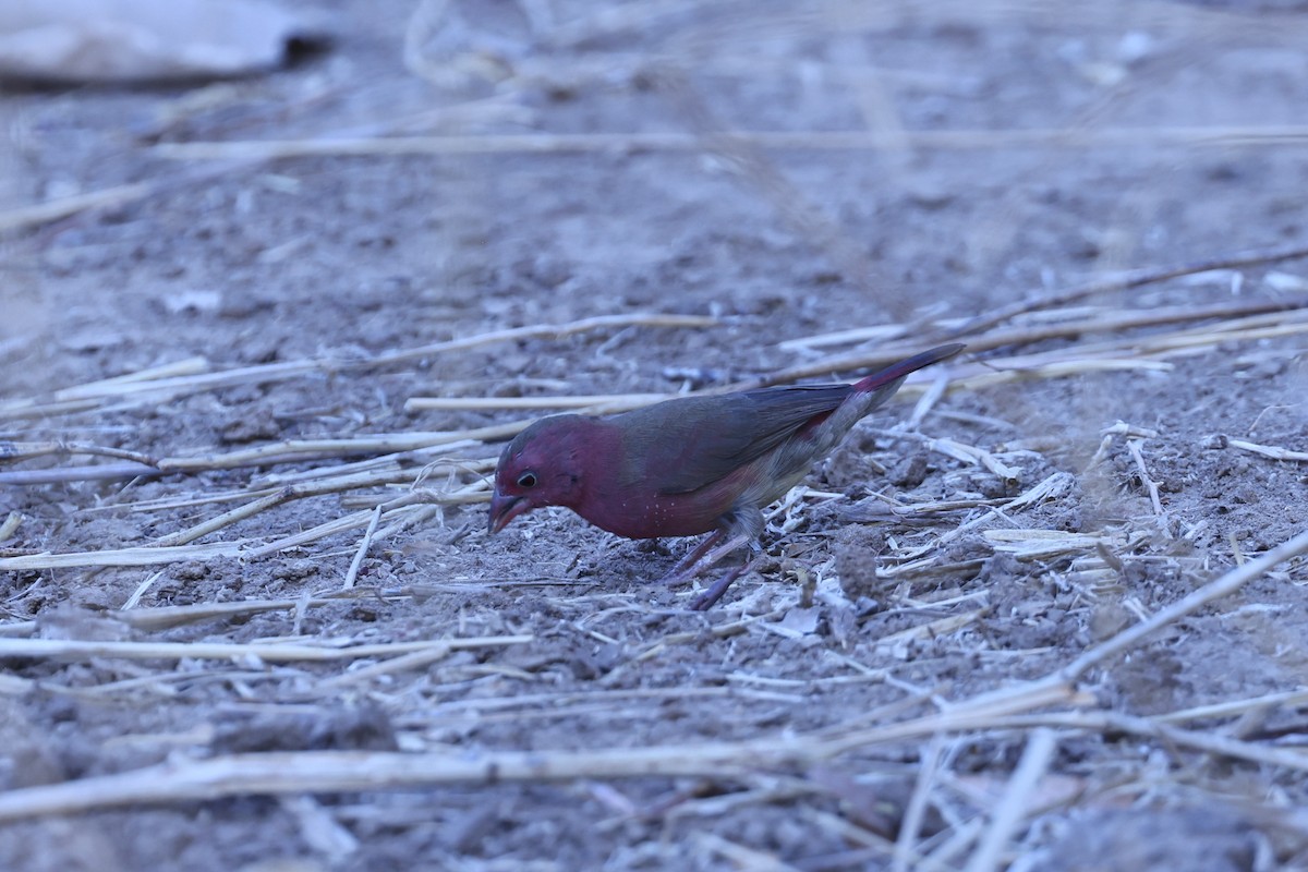 Amaranta Senegalesa - ML646629267