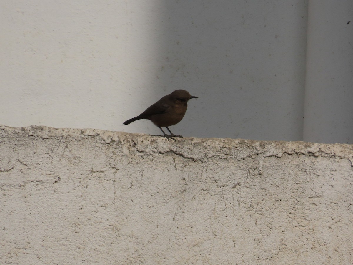 Colinegro Indio - ML646629268