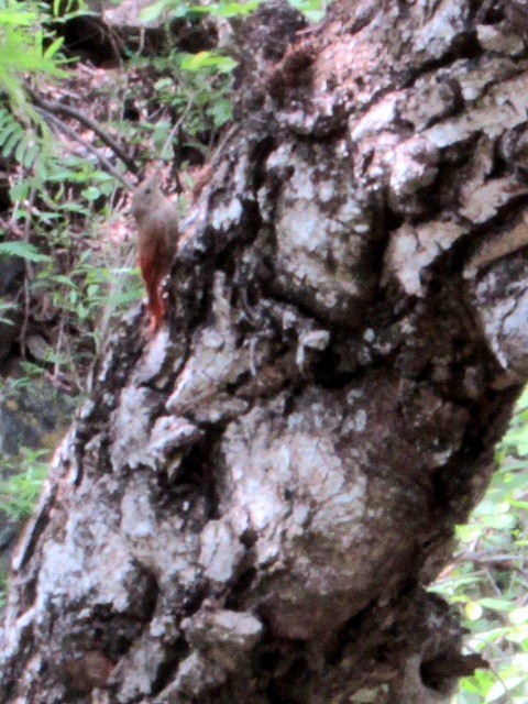 Trepatroncos Oliváceo - ML646629270