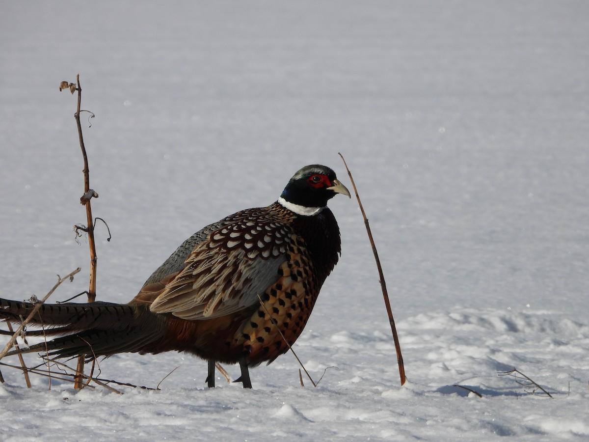 Faisán Vulgar - ML646629272