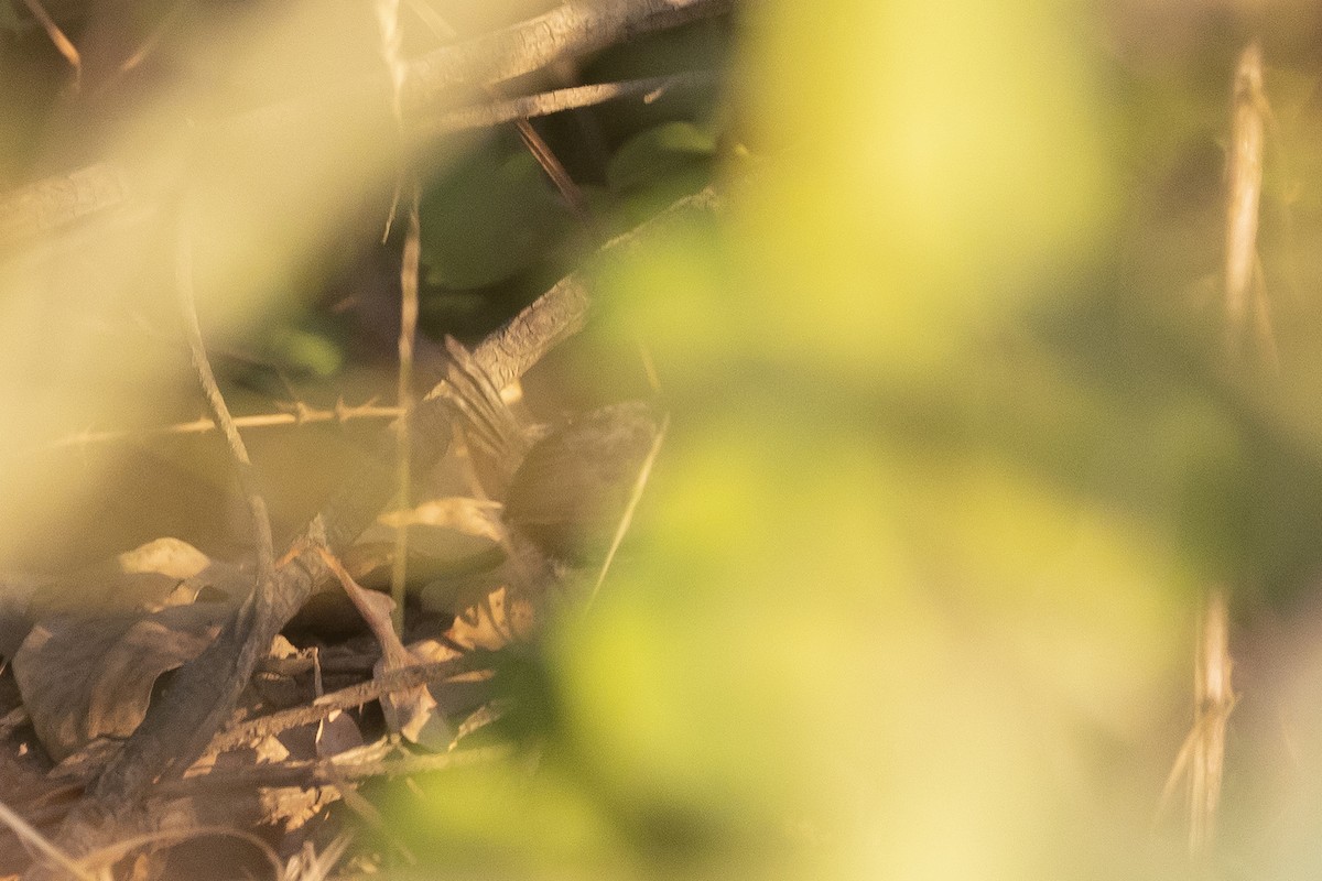 Dusky Tapaculo - ML646629273