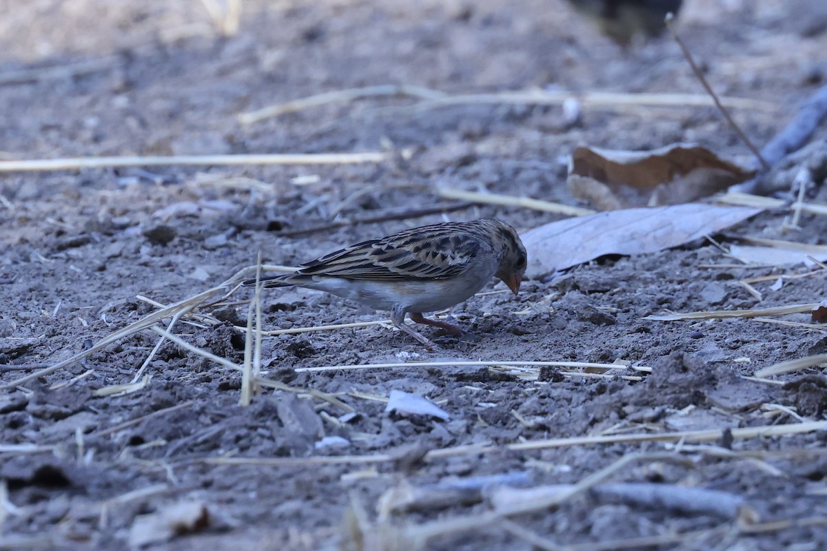 靛藍維達雀 - ML646629276