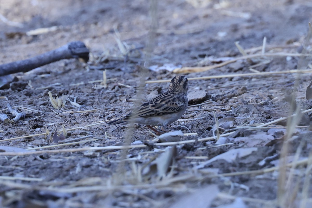 靛藍維達雀 - ML646629277