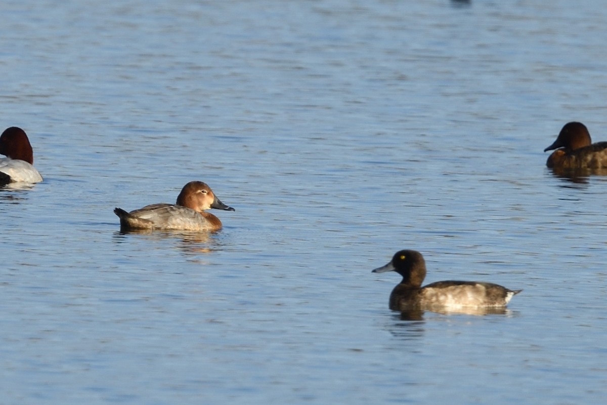 Common Pochard - ML646629279