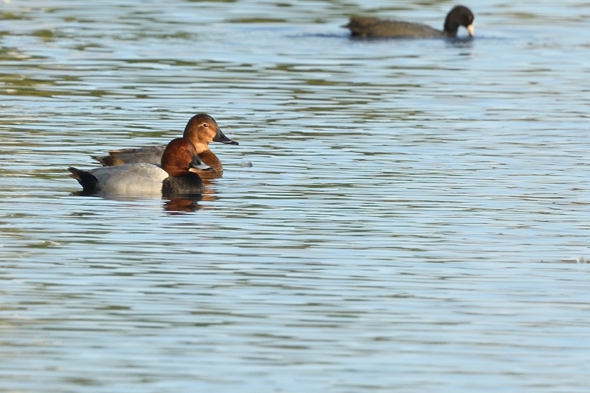 Common Pochard - ML646629280