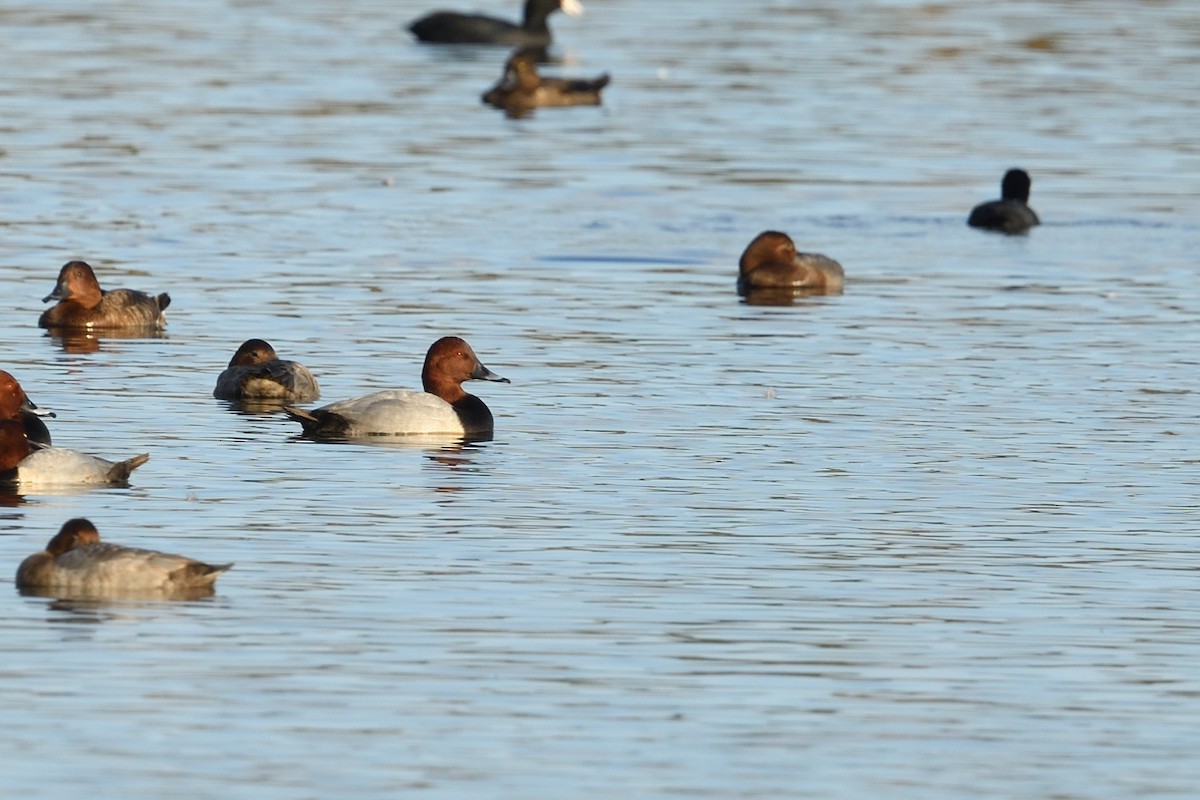 Common Pochard - ML646629281