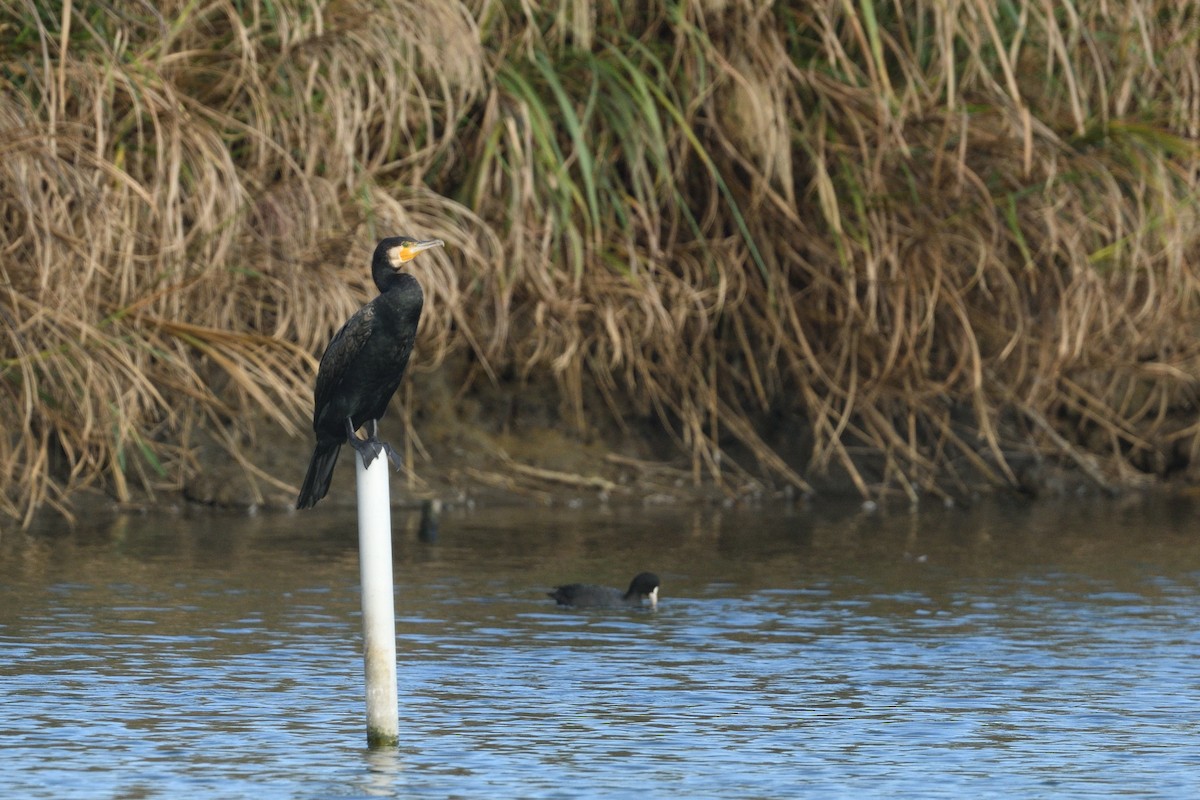 Great Cormorant - ML646629287