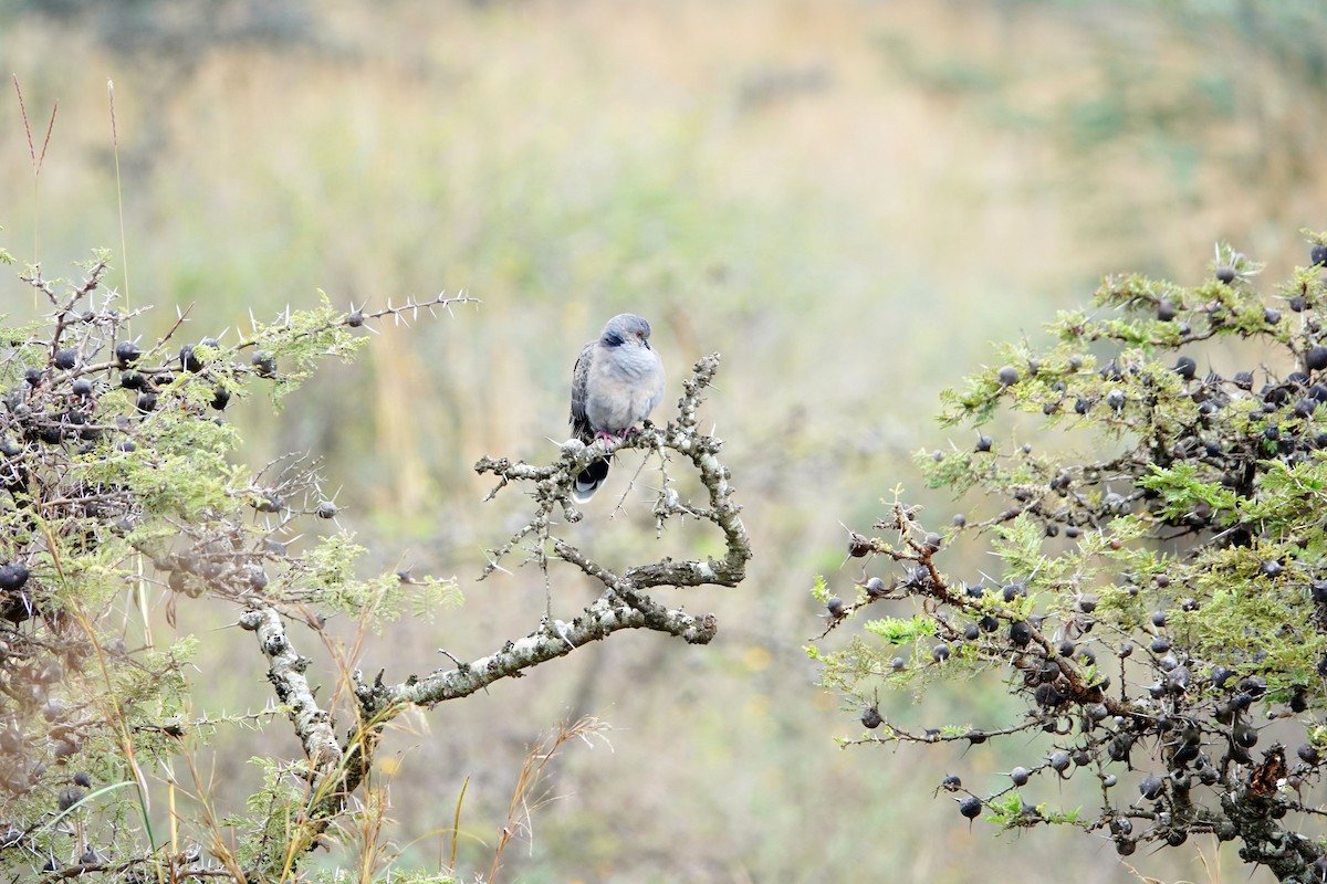 תור כהה - ML646629293