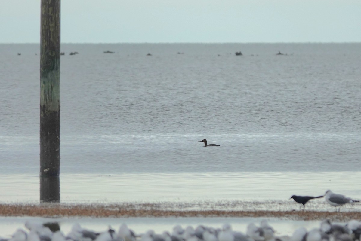 Red-breasted Merganser - ML646629294