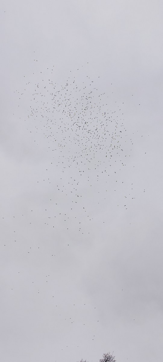 Eurasian Jackdaw - ML646629300