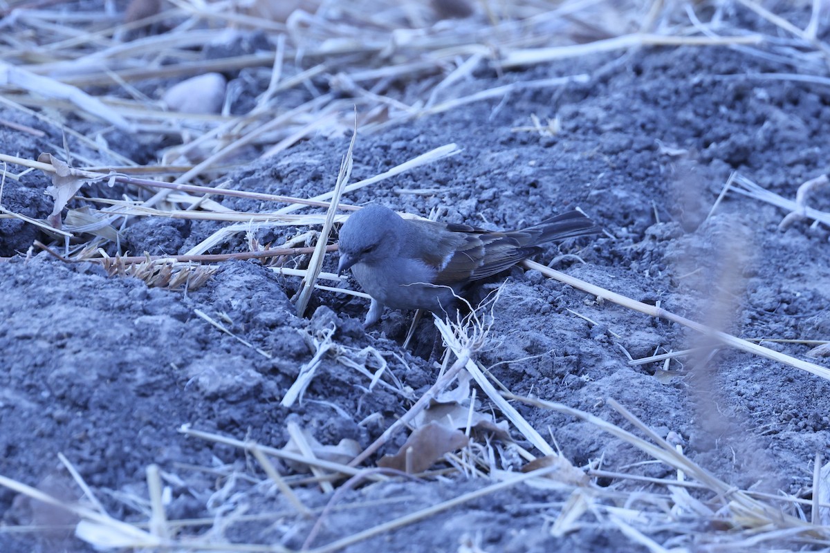 Northern Gray-headed Sparrow - ML646629302