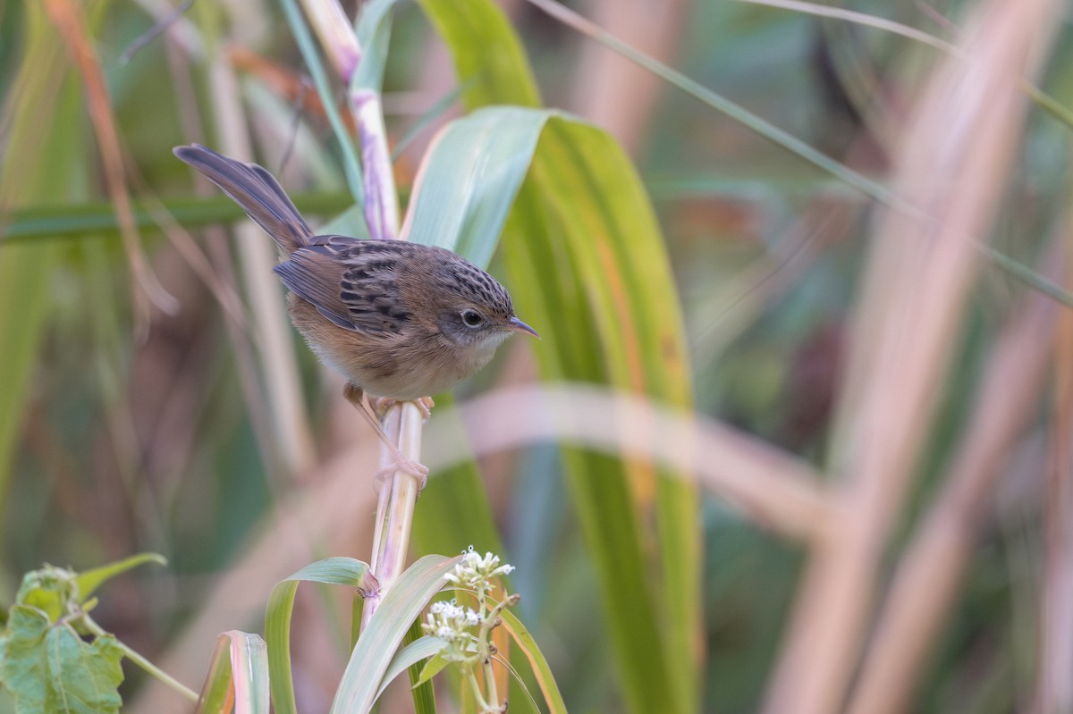 Золотоголовая цистикола - ML646629304