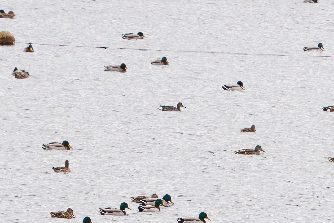 Kılkuyruk - ML646629305