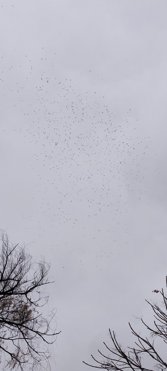 Ekin Kargası - ML646629309