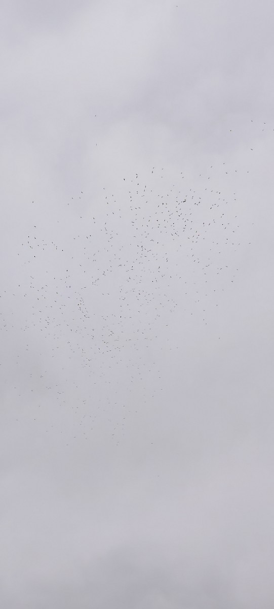 Hooded Crow - ML646629312