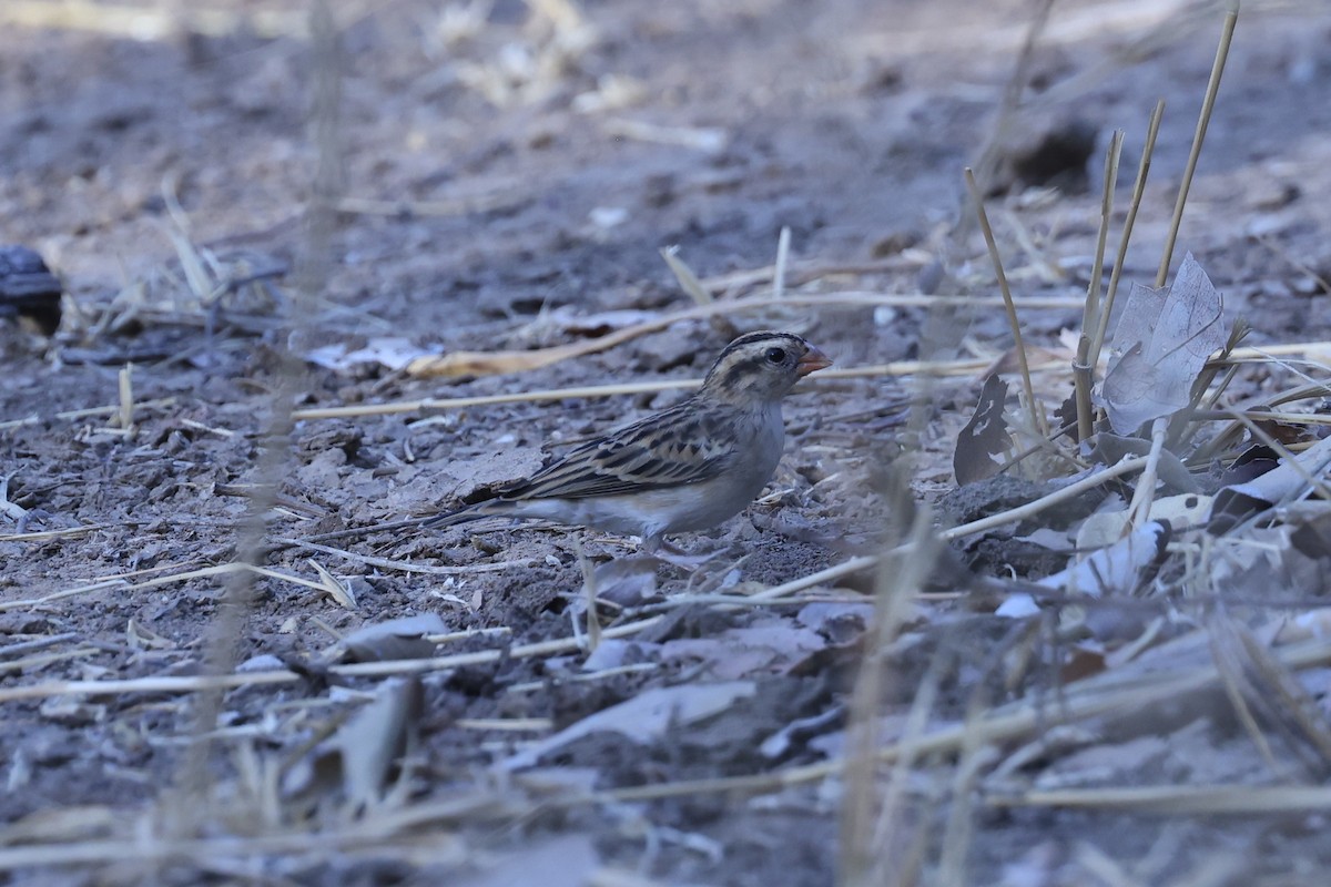 靛藍維達雀 - ML646629321