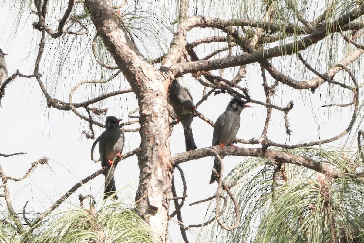 Black Bulbul - ML646629322