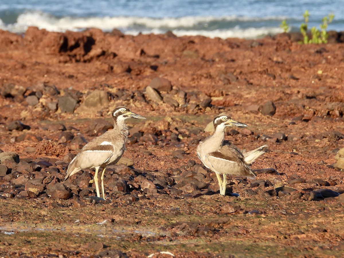 Beach Thick-knee - ML646629325