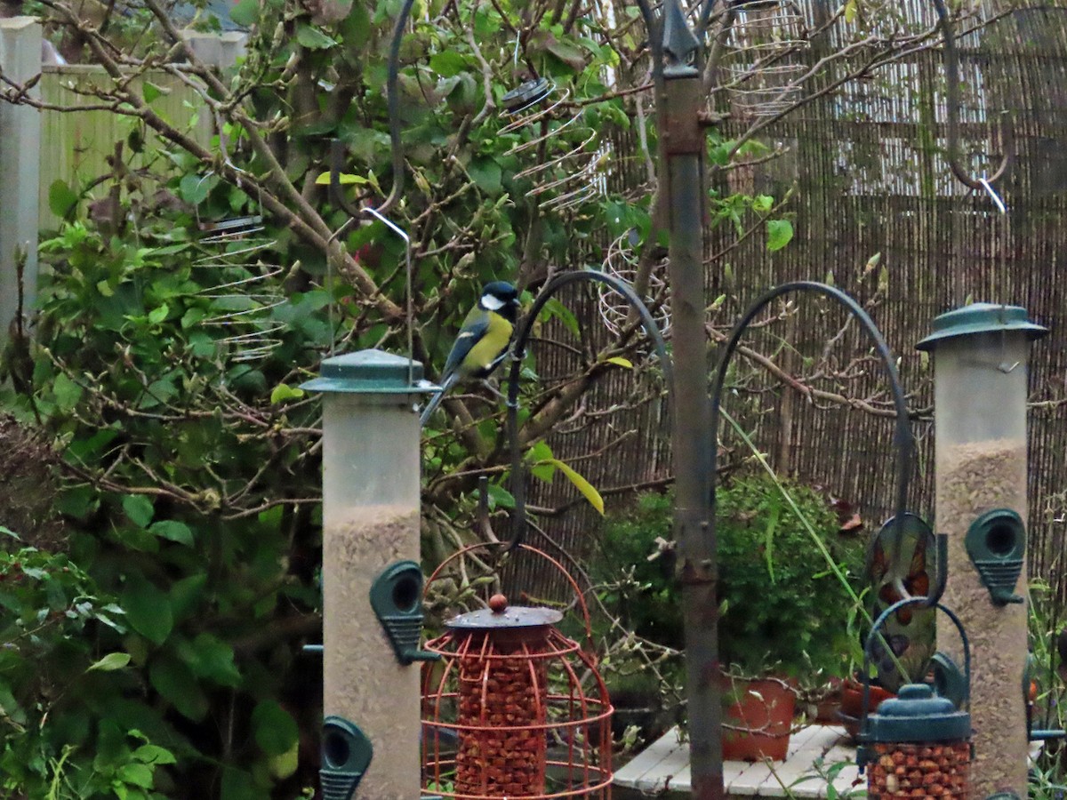 Carbonero Común - ML646629327