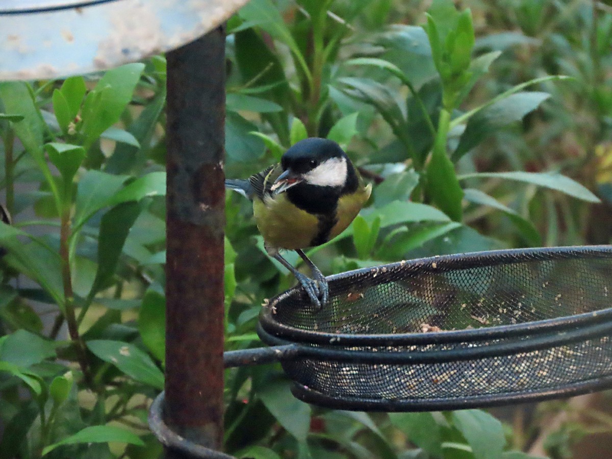 Carbonero Común - ML646629328