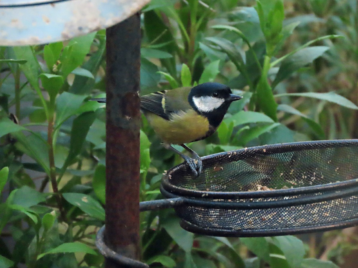 Carbonero Común - ML646629329