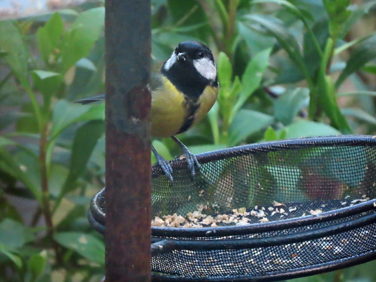 Carbonero Común - ML646629330