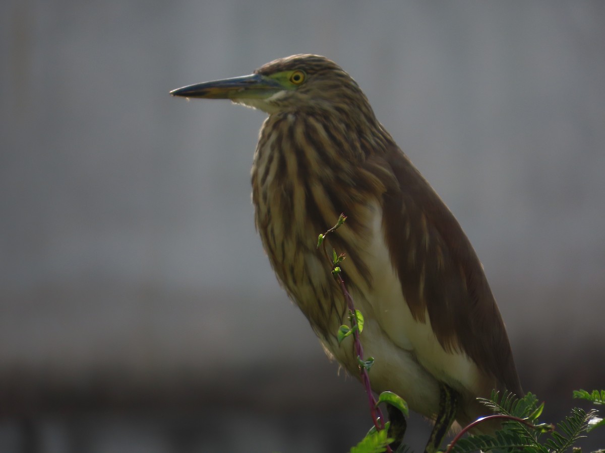 Indian Pond-Heron - ML646629331