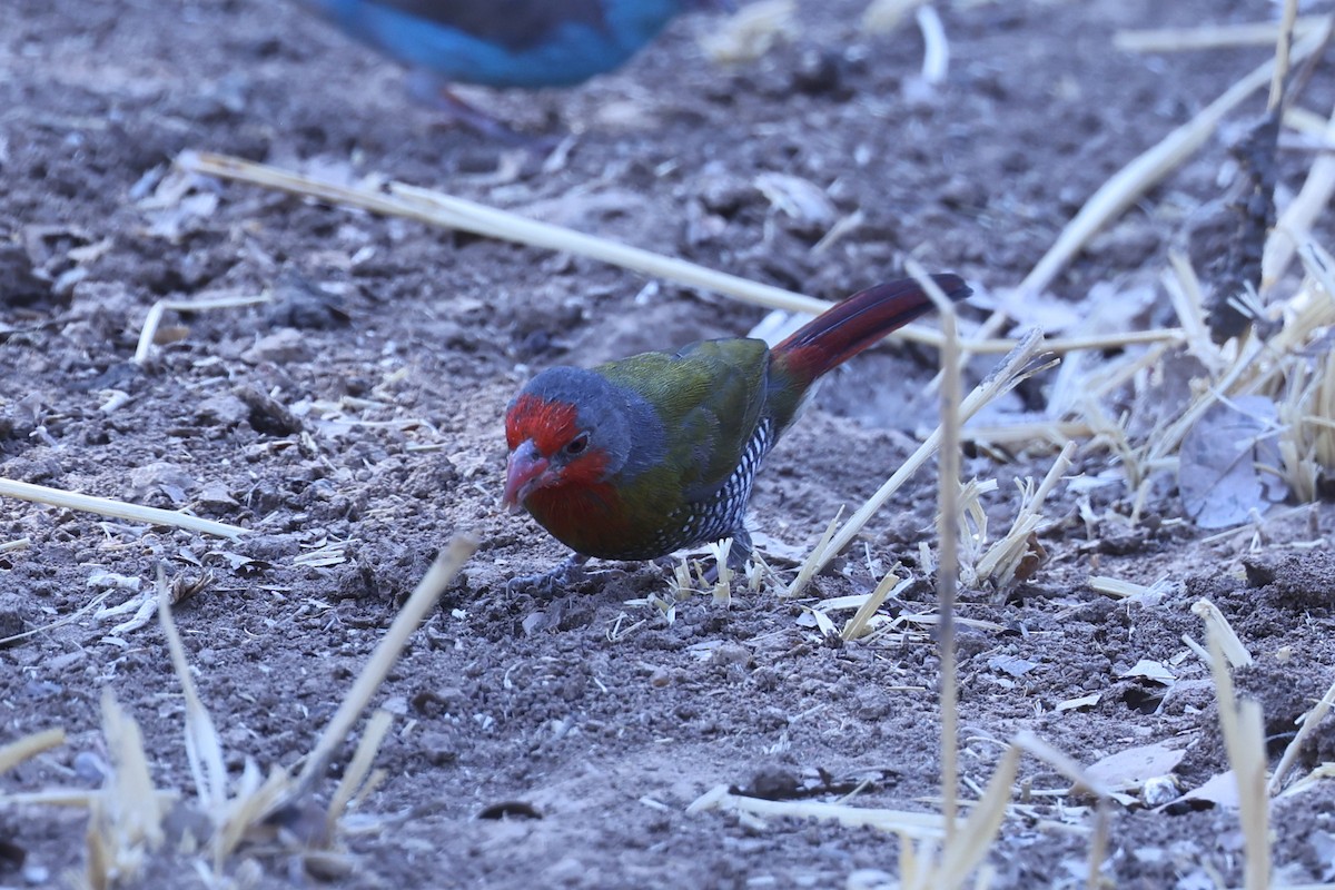 Orange-winged Pytilia - ML646629332