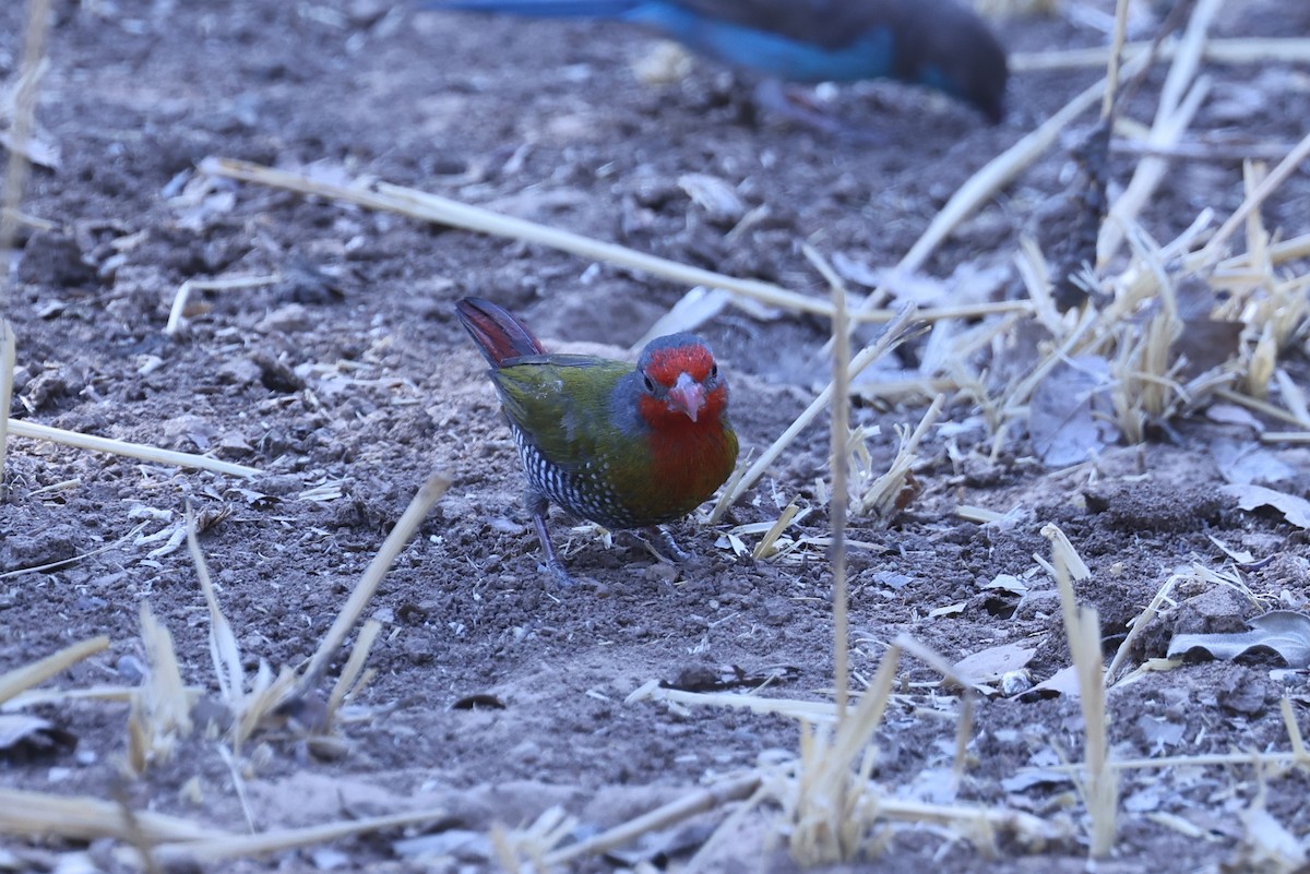 Orange-winged Pytilia - ML646629333