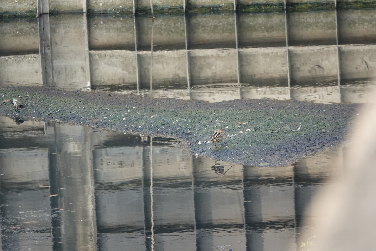 タシギ - ML646629335