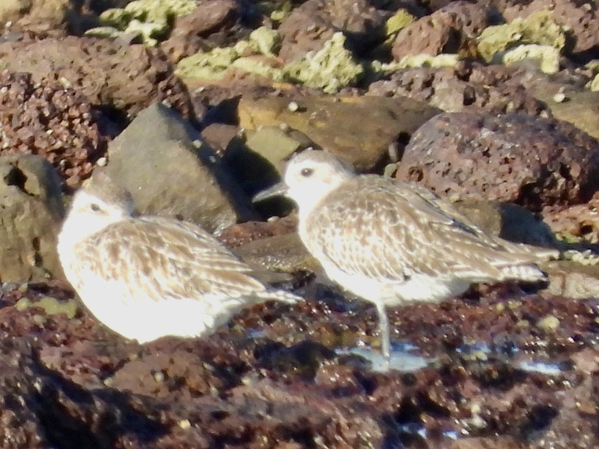 Буурал сүвээ цагаан - ML646629336