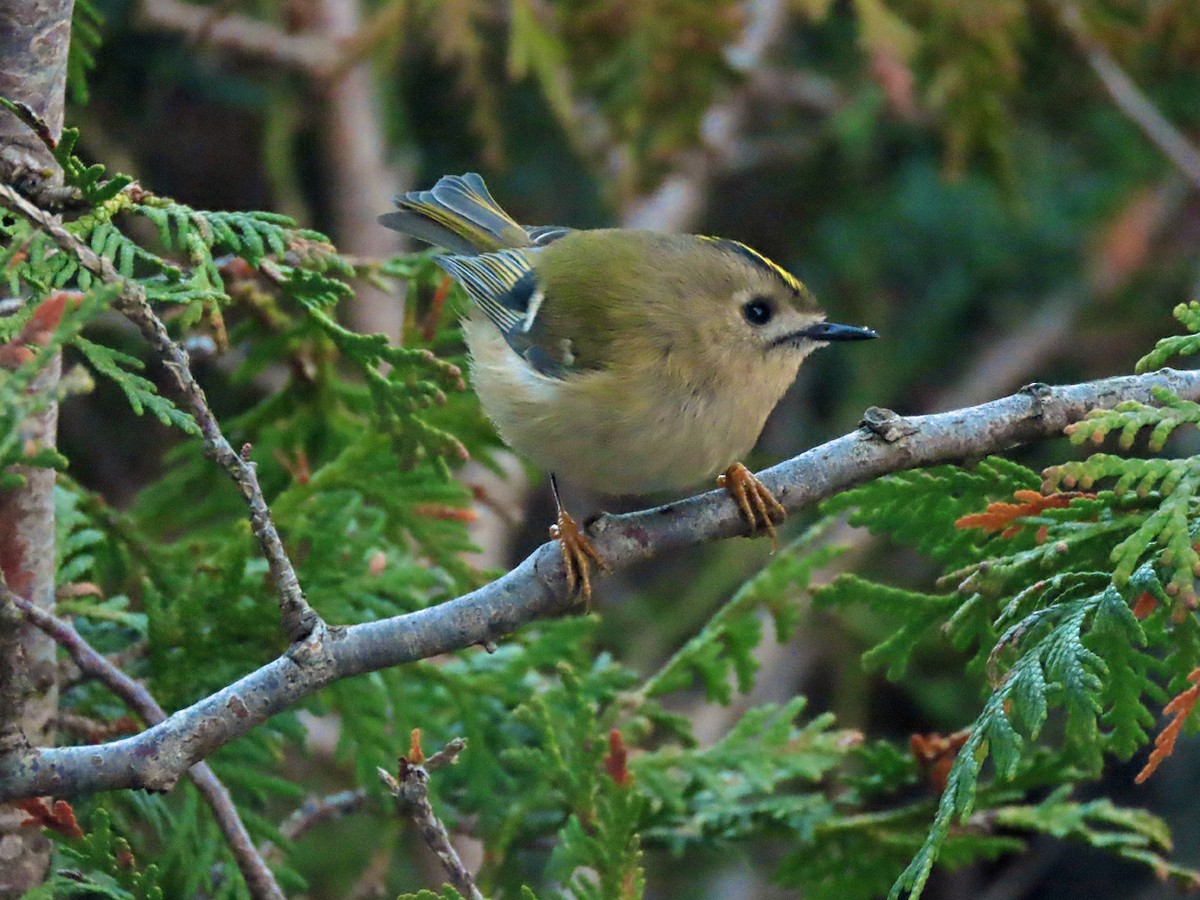 Reyezuelo Sencillo - ML646629338