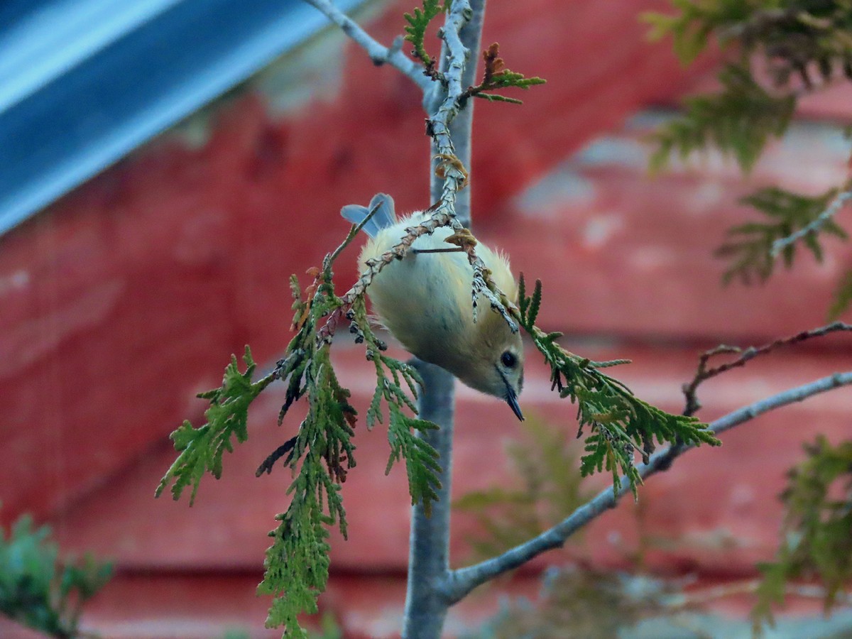 Reyezuelo Sencillo - ML646629339