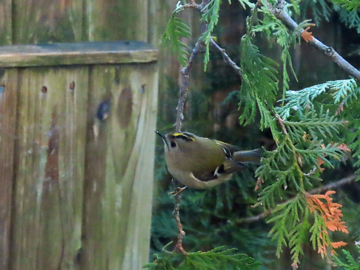 Reyezuelo Sencillo - ML646629340