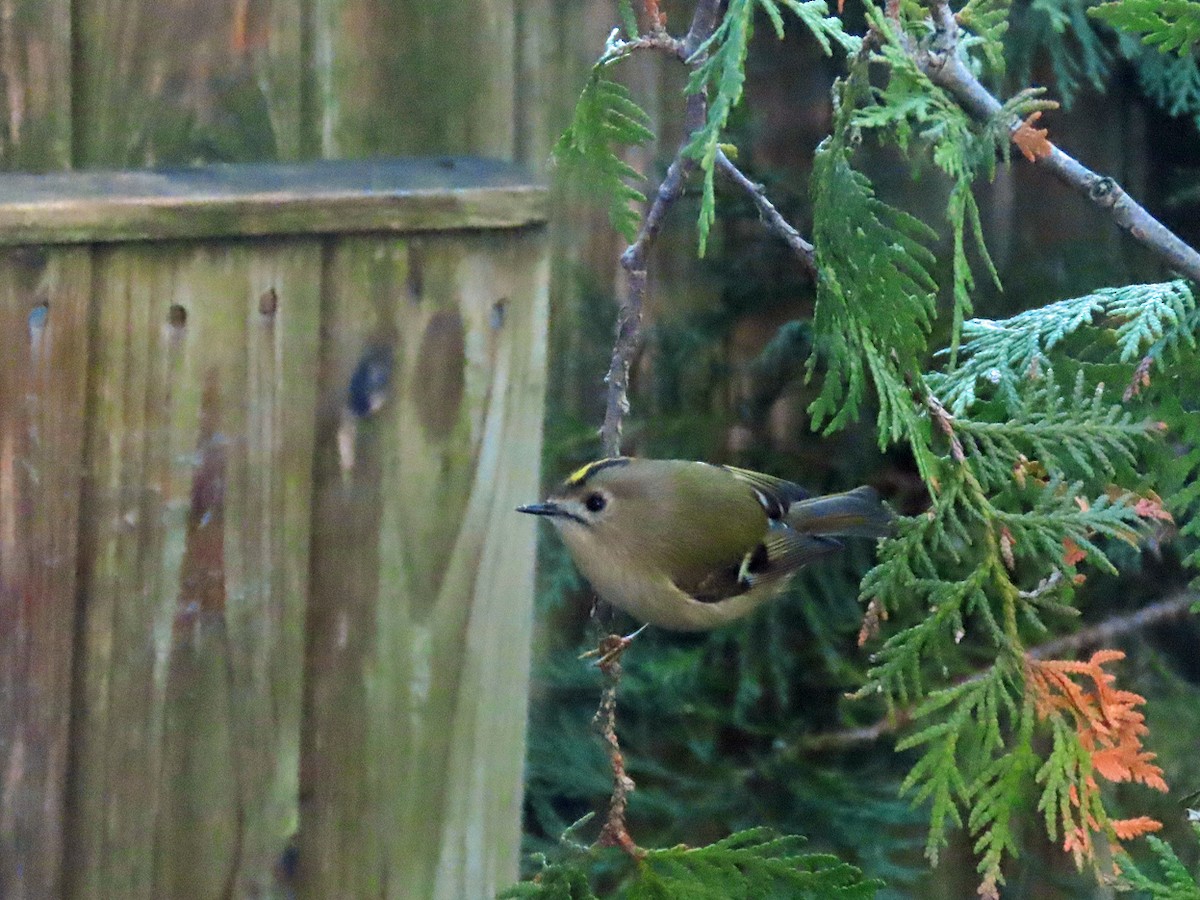 Reyezuelo Sencillo - ML646629341