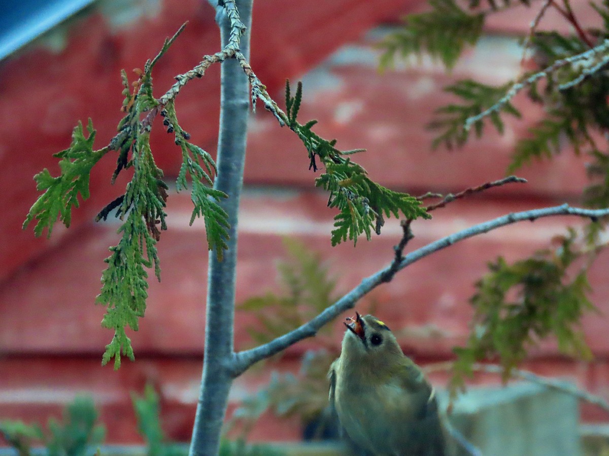 Reyezuelo Sencillo - ML646629342