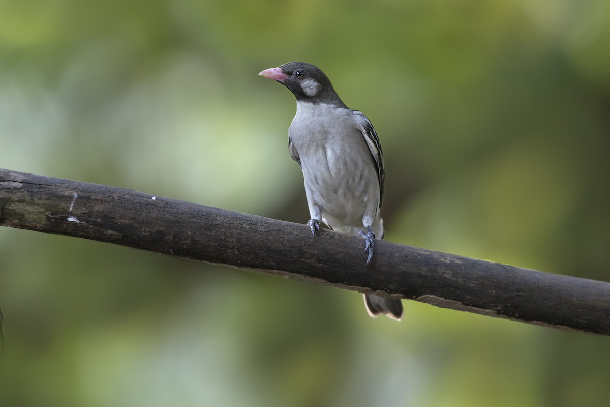 Greater Honeyguide - ML646629343