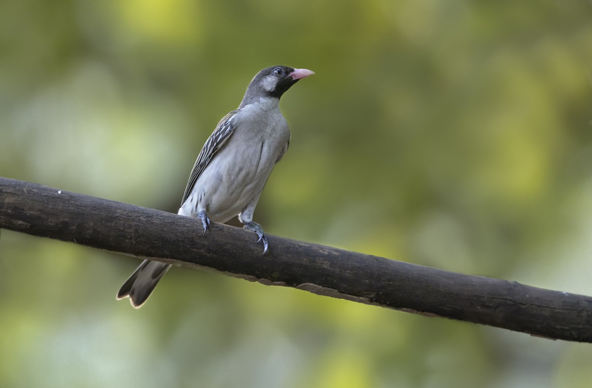 Greater Honeyguide - ML646629344