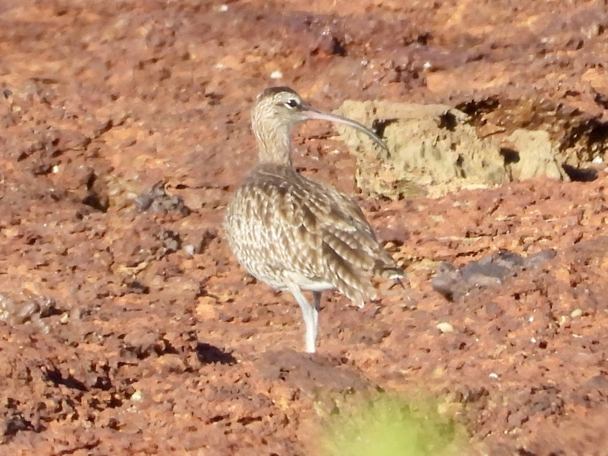 Eurasian Whimbrel (Siberian) - ML646629345