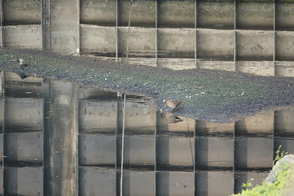 タシギ - ML646629346