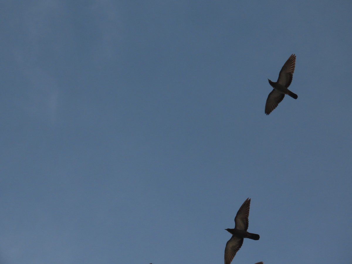 Haitz-usoa (etxekoa) - ML646629347