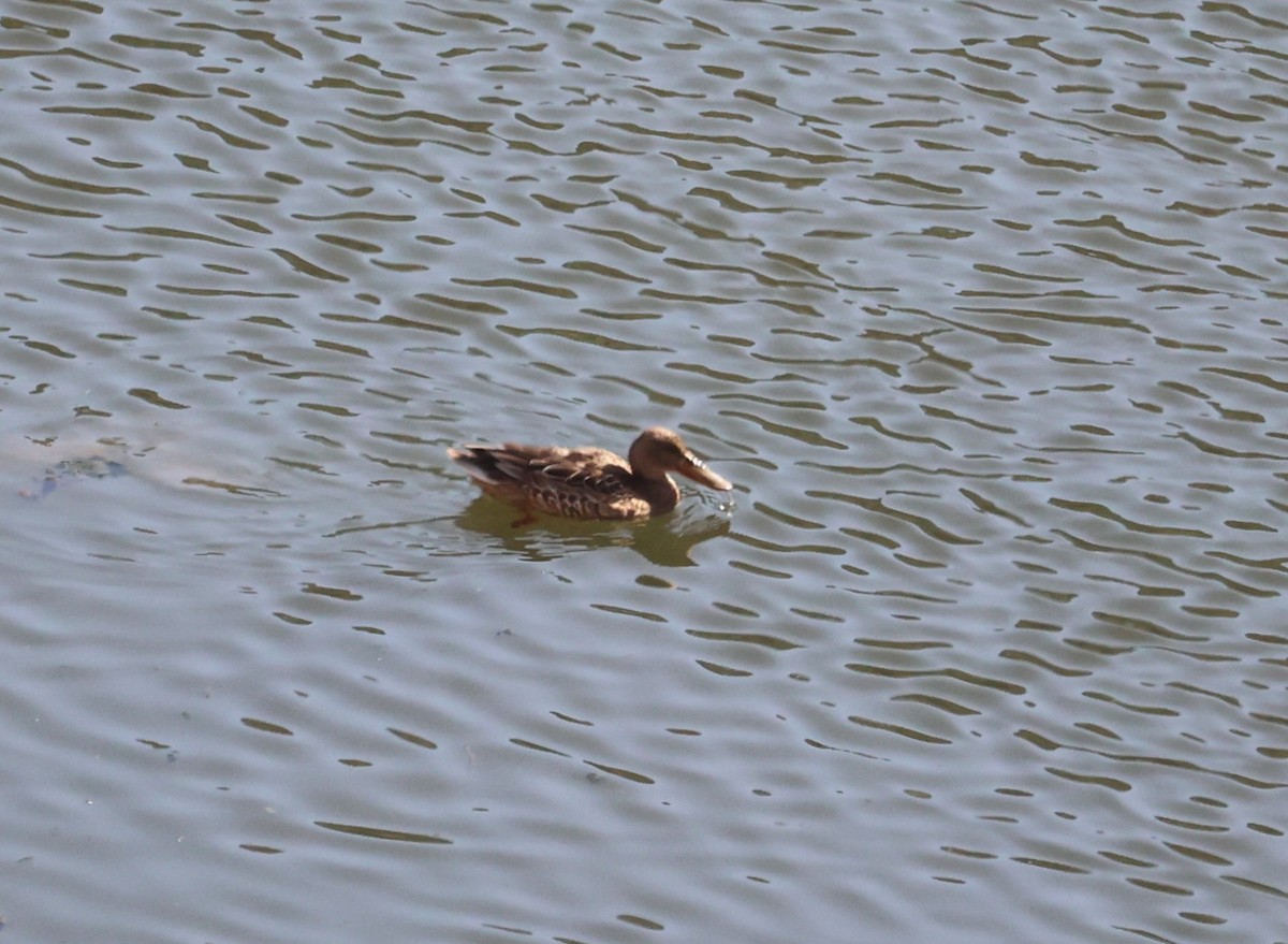 Northern Shoveler - ML646629348