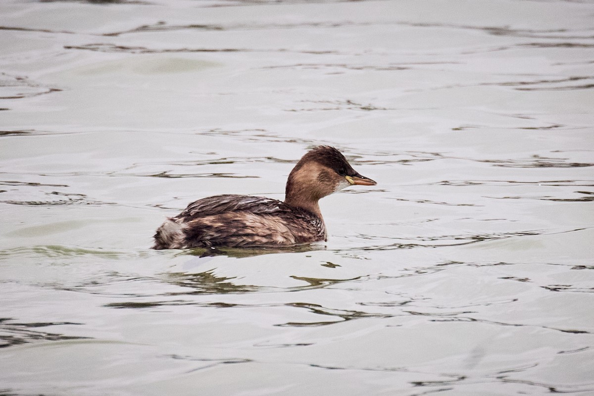 Txilinporta txikia - ML646629349