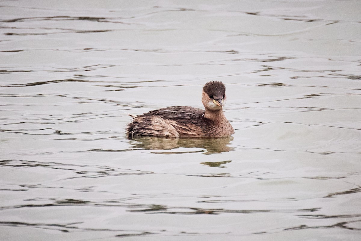 Txilinporta txikia - ML646629350